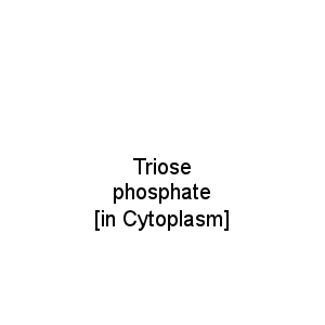 Triose phosphate                                      [in Cytoplasm]